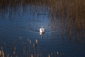 A beautiful white swan swimming in a lake with reeds