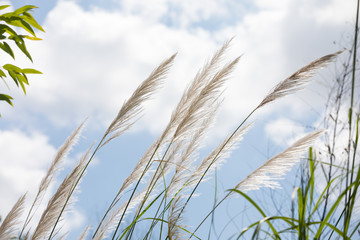 Summer background of grass and plants in sunlight