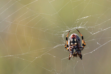 An orb weaver spider on web