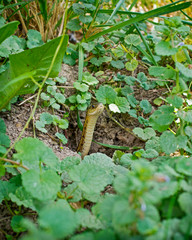 Garter snake sticking head out of hole in ground