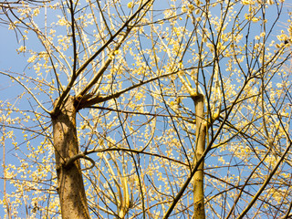 Bare Tree