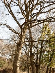 Fototapeta premium Bare Tree