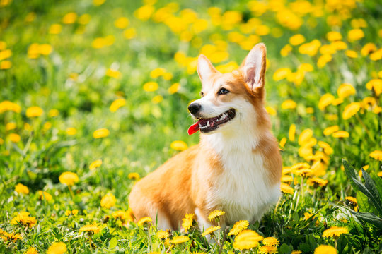 Fototapeta Pembroke Welsh Corgi Dog Puppy Sitting In Green Summer Grass