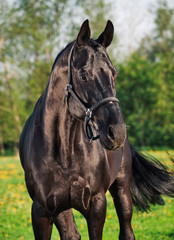 Portrait of  beautiful black breed stallion