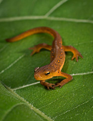Red eck sitting on green leaf