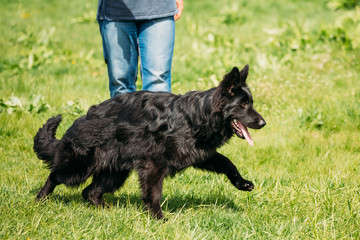 Black German Shepherd Dog Sit In Green Grass. Alsatian Wolf Dog 