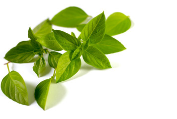 Thai basil isolated on white background