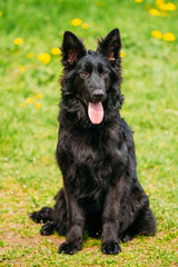 Black German Shepherd Dog Sit In Green Grass. Alsatian Wolf Dog 