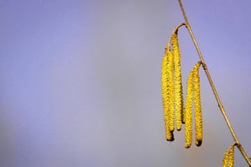 Naklejka premium Buds on trees