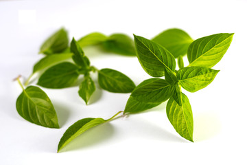 Thai basil isolated on white background