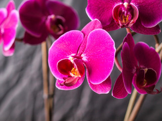 Orchidea orchid flower