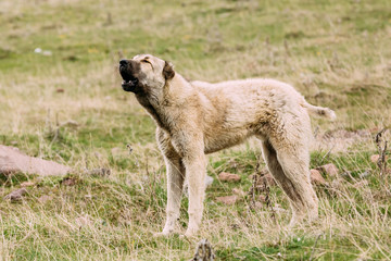 Obraz na płótnie Canvas Central Asian Shepherd Dog Tending Sheep In The Mountains Of Georgia
