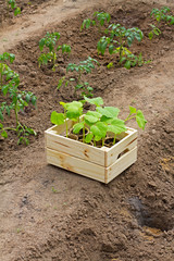 Wooden box with small cucumber's sprouts ready for planting on the ground stands next to the sprouts tomato in the garden