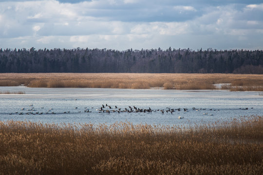 A beautiful early spring landscape with migratory birds © dachux21