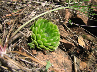 A wild plant Orostachys spinosa