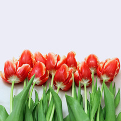 Bouquet of red tulips lying on a light background. Greeting card and copy space. Free place for your text. Cut fresh flowers.