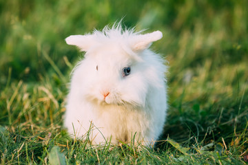Dwarf Lop-Eared Decorative Miniature White Fluffy Rabbit Bunny