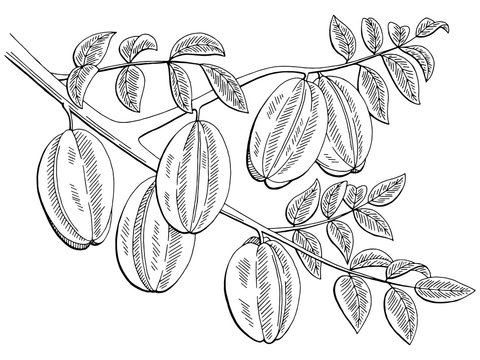 Carambola fruit graphic branch black white isolated sketch illustration vector