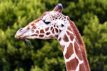 Profile of a Giraffe Eating a Twig with Trees in the Background