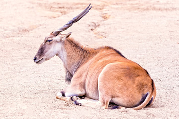Antelope Resting in the Sand During the Day