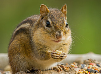 Chipmunk eating seed in bird feeder