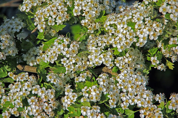 Blüten des Weißdorn