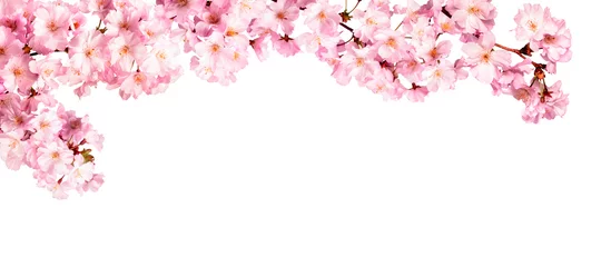 Abwaschbare Fototapete Kirschblüte Rosa Kirschblüten vor weißem Hintergrund