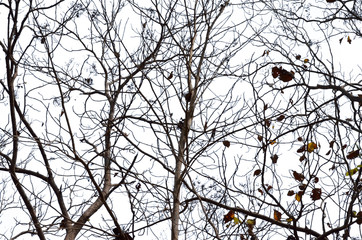dry tree on white background