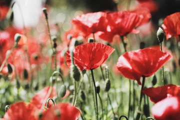 Fototapeta premium poppy field