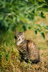 Naklejka na ściany i meble Cute Tabby Gray Cat Kitten Pussycat Play In Grass Outdoor At Summer