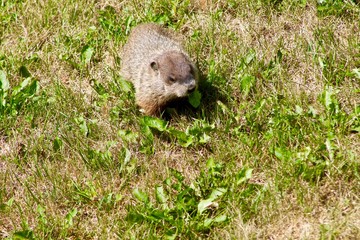 Groundhog eating weeds