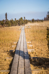 A beautiful wooden footpath through reeds on a lake in early spring