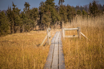 Obraz premium A beautiful wooden footpath through reeds on a lake in early spring