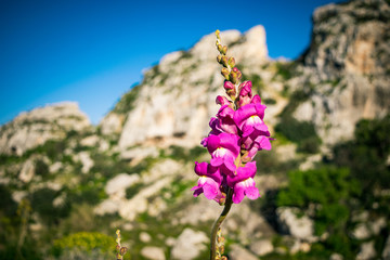 Beautiful Purple wild flower (Greater Snapdragon)
