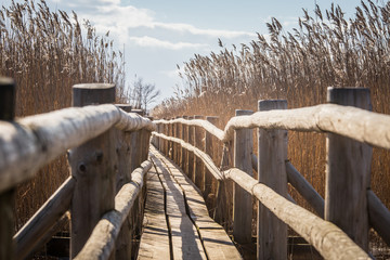 Fototapeta premium A beautiful wooden footpath through reeds on a lake in early spring