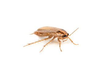 Fototapeta na wymiar Small brown cockroach isolated on white background