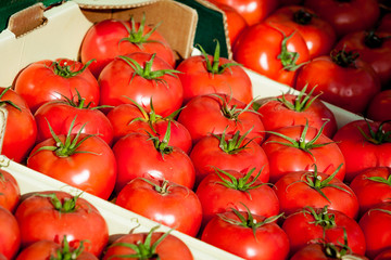 fresh tomatoes. tomatoes background. Group of tomatoes
