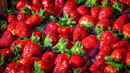 red strawberries in baskets for sale at market. Many fresh strawberries for sale. Lots of strawberries