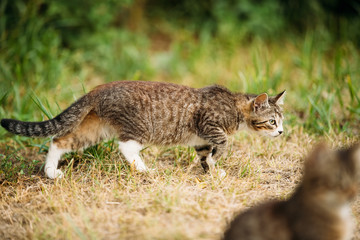 Naklejka na ściany i meble Cat Kitten Hunting In Green Grass Outdoor At Sunny Summer Evening