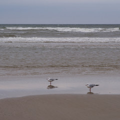 Strand und Möven (Warnemünde)