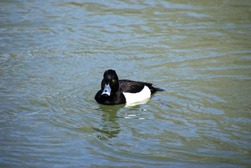 Reiherente im Fluss 545