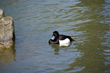 Reiherente mit Stein im Fluss