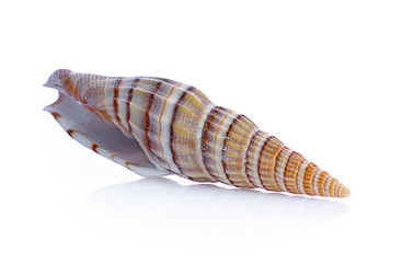 sea shell isolated on white