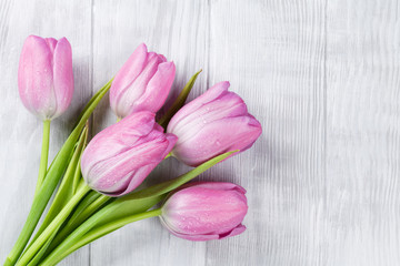 Fresh pink tulip flowers