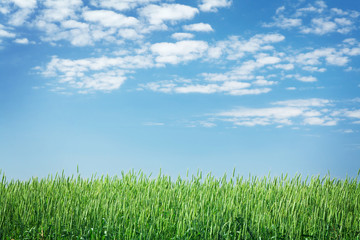 Fototapeta na wymiar Green wheat field and blue sky