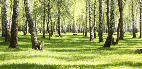 Green grass in birch grove in morning in early summer