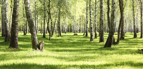 Foto op Plexiglas Berkenbos Green grass in birch grove in morning in early summer