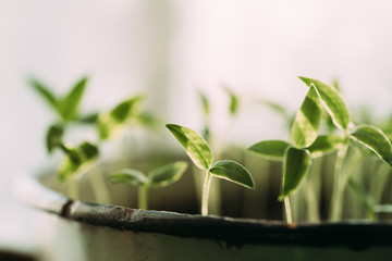 Young Sprouts With Green Leaf Or Leaves Growing From Soil. Spring