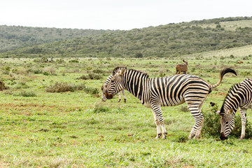 Zebra taking a dump in front of the other Zebra