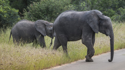Fototapeta na wymiar big elephant with young baby elephant in kruger park